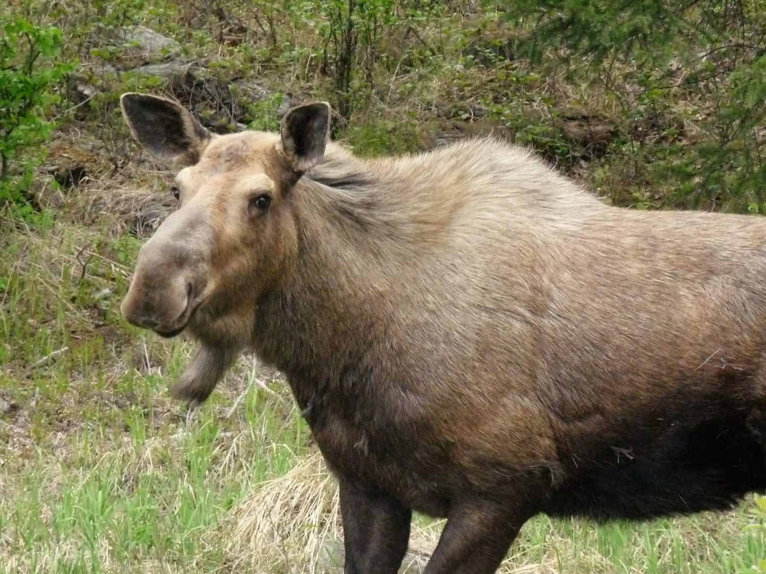 closeup of an alaskan moose