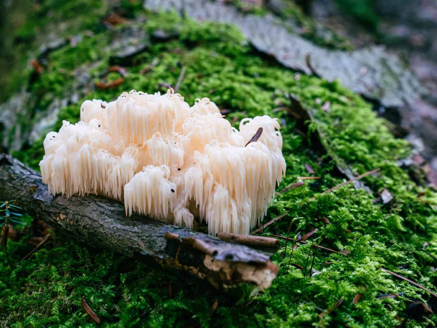 Bear’s Head Tooth mushroom growing on a moss-covered decomposing tree in an old-growth forest