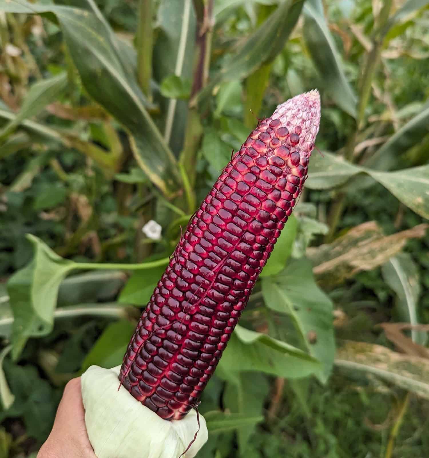 A stalk of Red corn in the foreground with corn field as the background