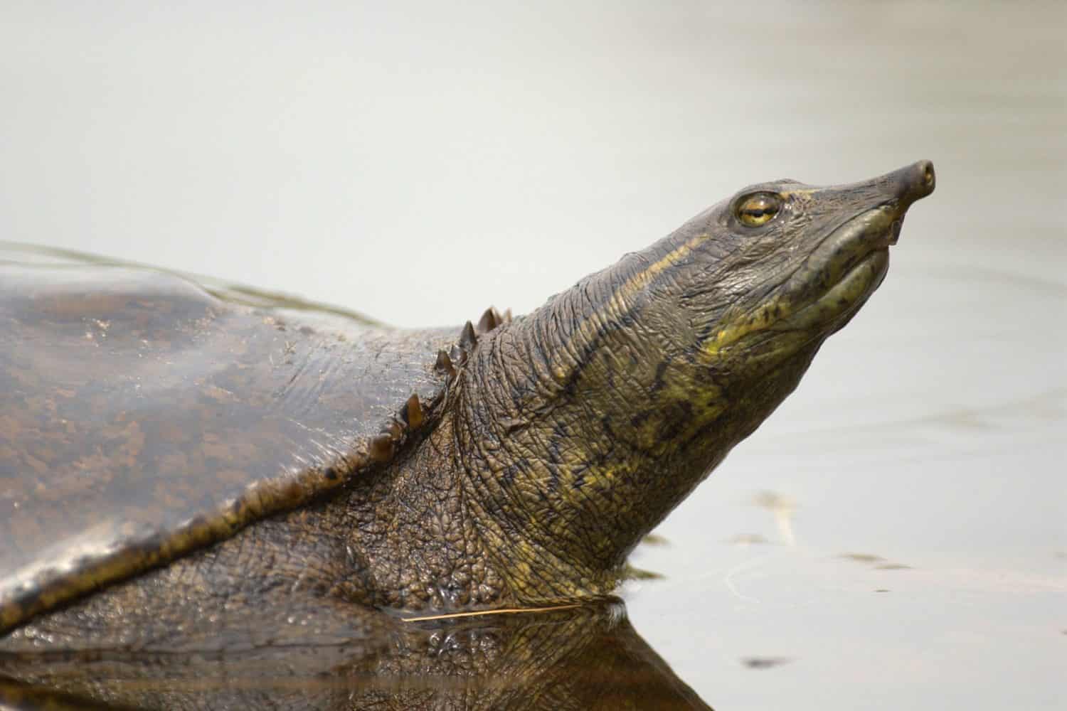 Yangtze Giant Softshell Turtle. This species of turtle is considered the rarest turtle in the world. Only three individuals were known to exist as of 2021—one in China and two in Vietnam