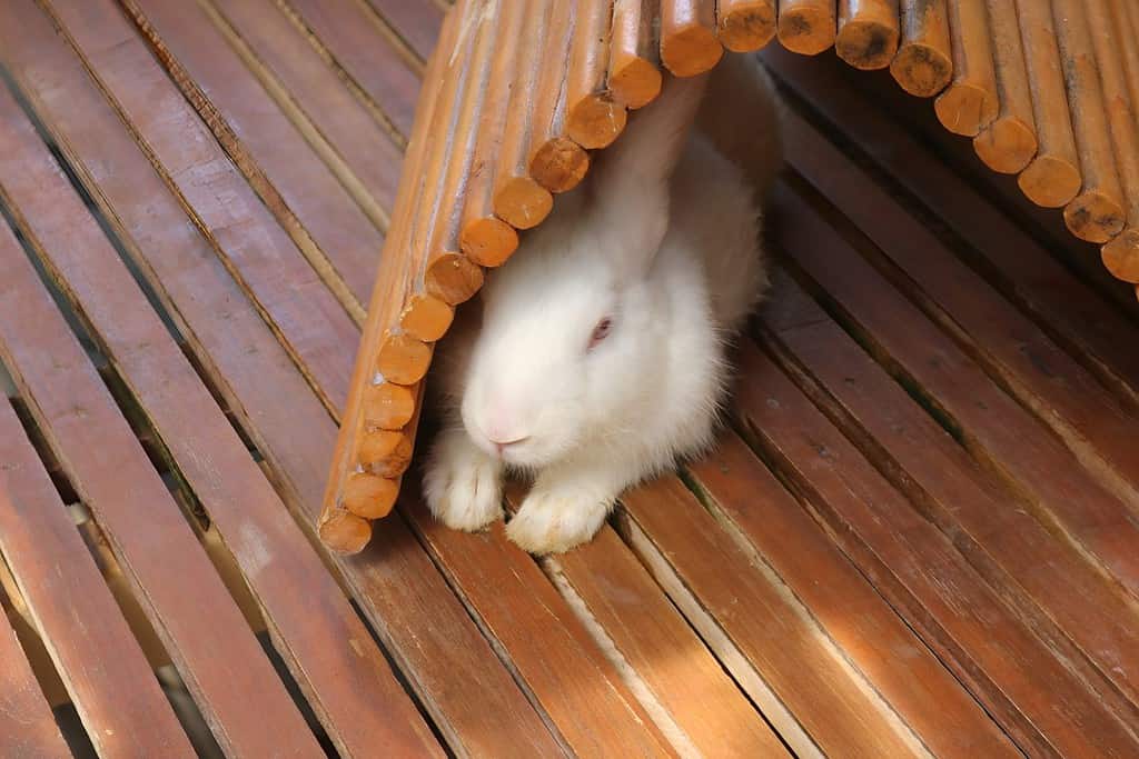 rabbit hiding behind wooden wicker