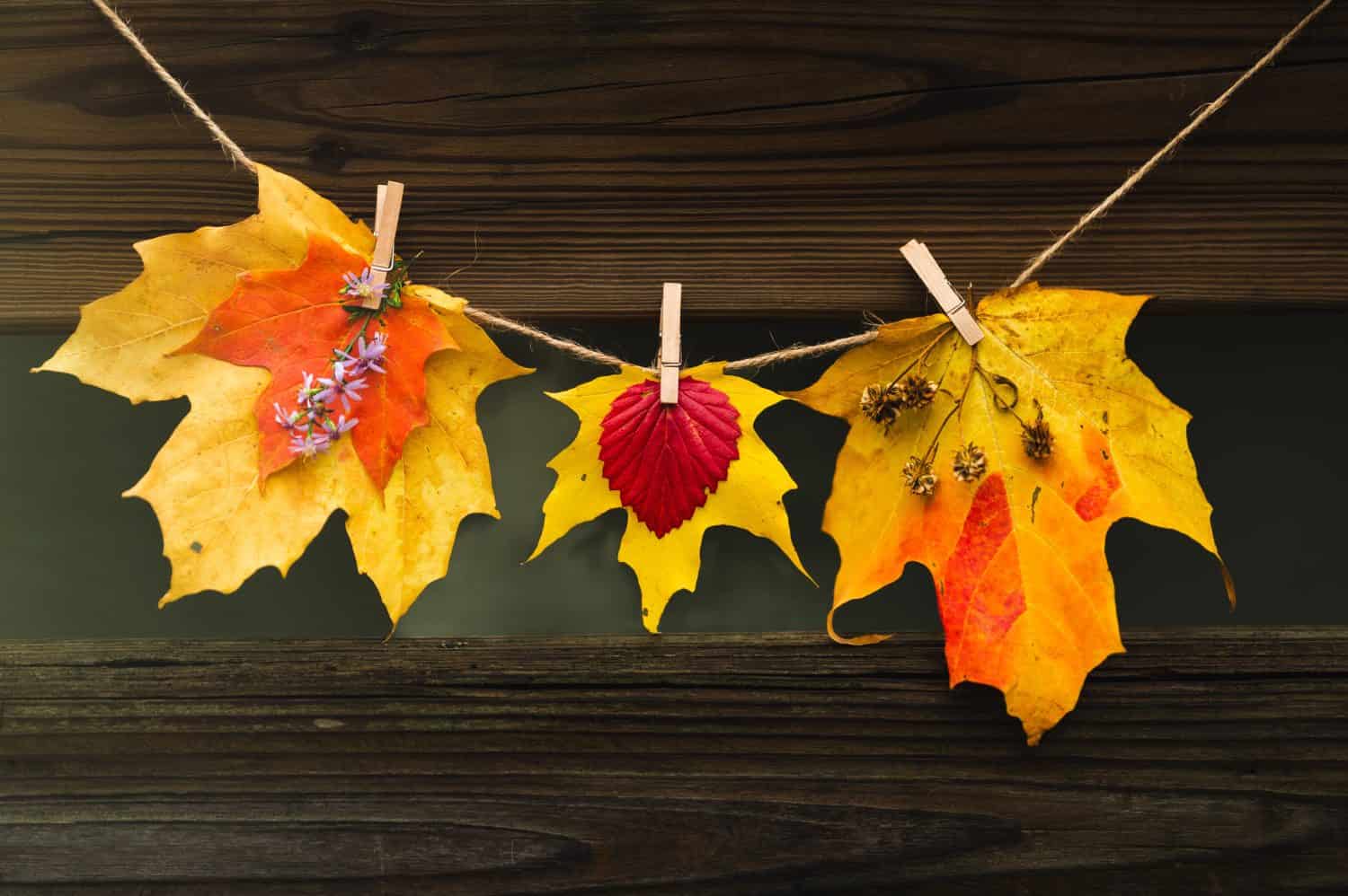Trio of autumn leaves displayed on clothespins