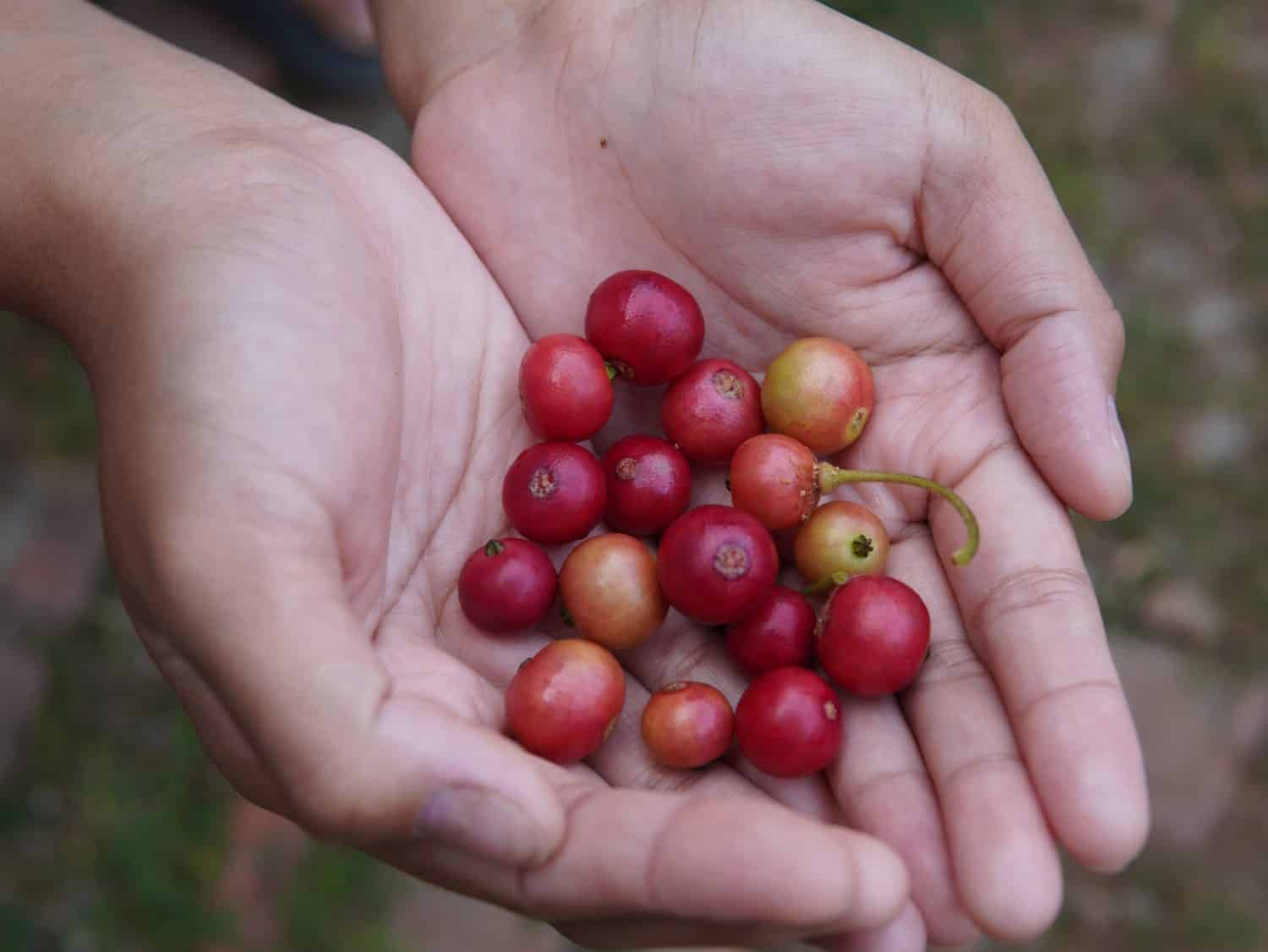 someone's hand holding fruit of the muntingia calabura or ( Malayan Cherry, Calabura, Cherry Tree, Jamaican Cherry, West Indian Cherry Tree, Kerukup-Siam, Buah Ceri, Panama Berry, Kersen, Talok )
