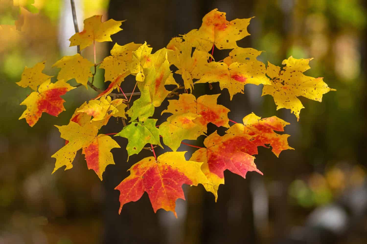 Leaves of Gold, Orange and Red On a Low Branch with Sun Shining On them