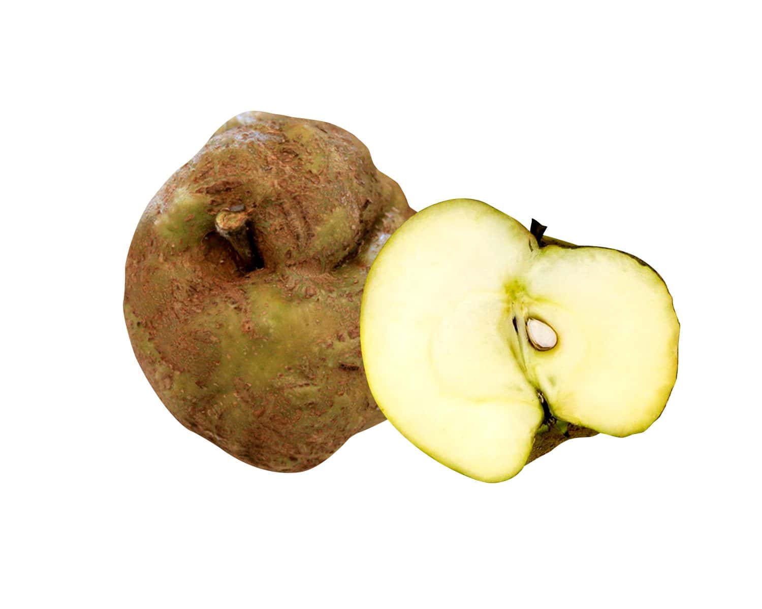 The Knobby Russet, also known as Knobbed Russet, Winter Russet, Old Maids, and Winter Apple, is a large green and yellow apple cultivar with a rough and black russet.