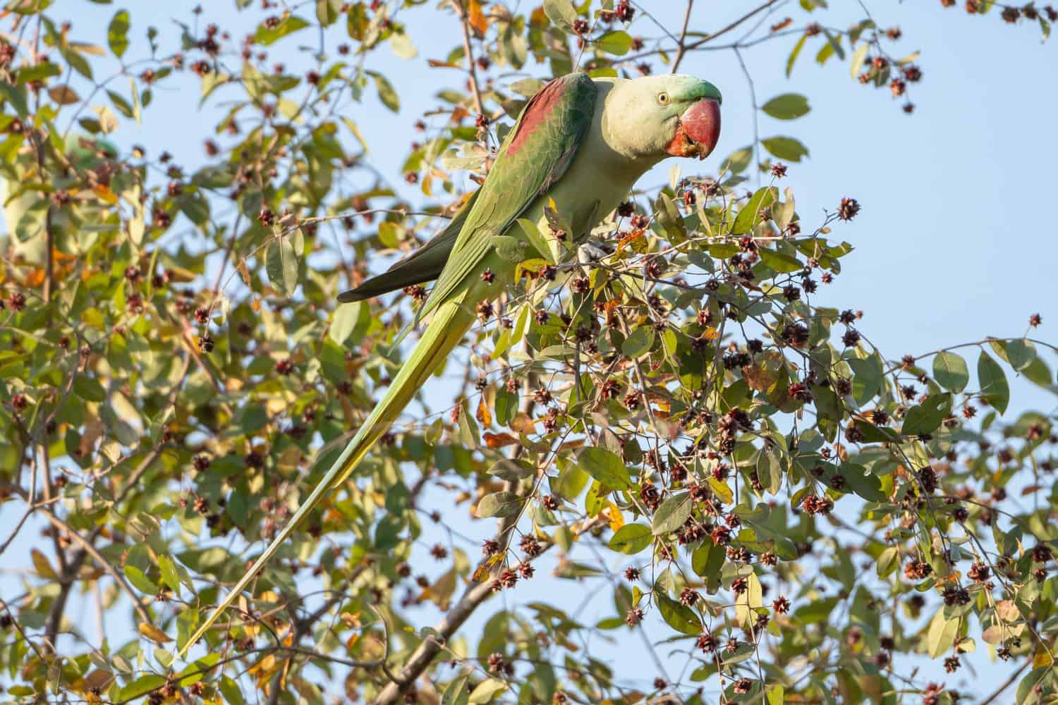 Alexandrine parakeet, Alexandrine parrot - Psittacula eupatria female perched while eating. Photo from Ranthambore National Park, Rajasthan, India.