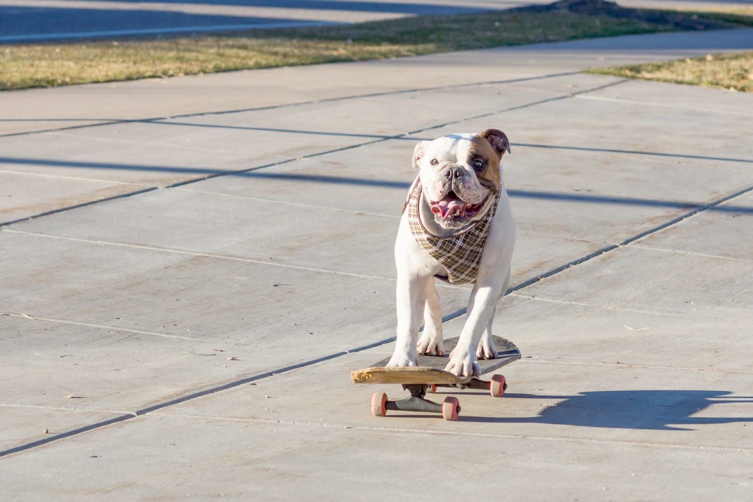 Joyful English bulldog riding a skateboard on the street