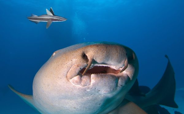 How to Identify 7 Different Types of Shark Teeth - A-Z Animals