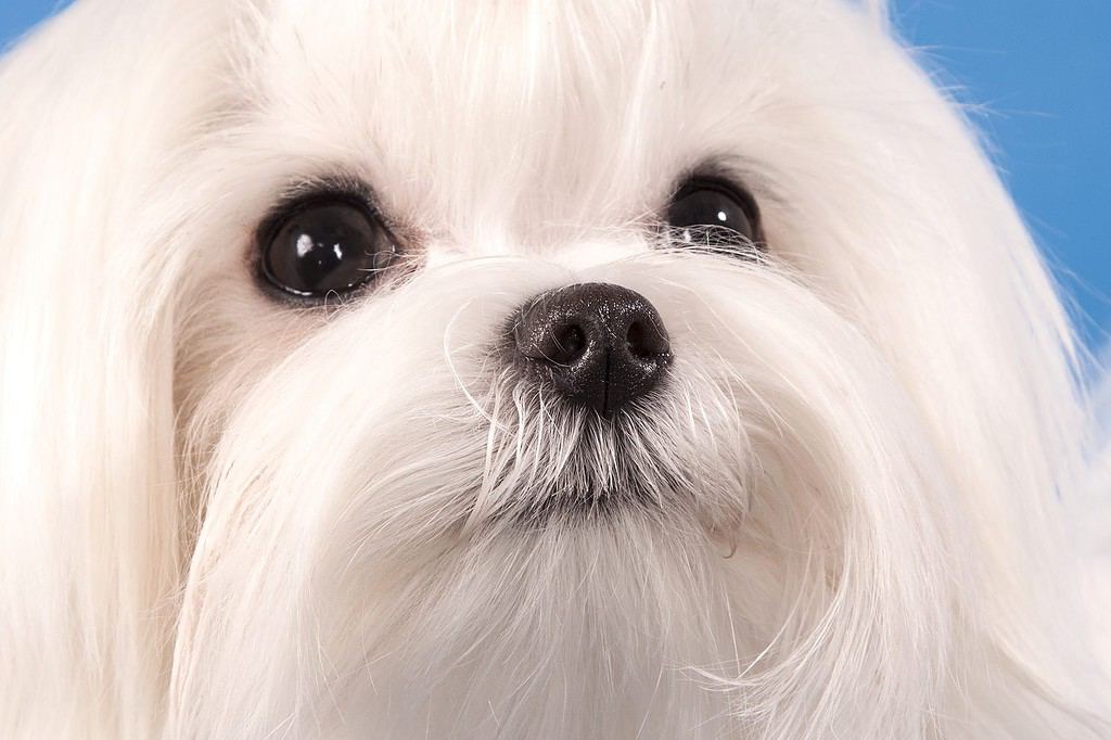 Portrait of a white dog of breed the Maltese close up on which eyes and a nose and structure of wool on a blue background are visible..