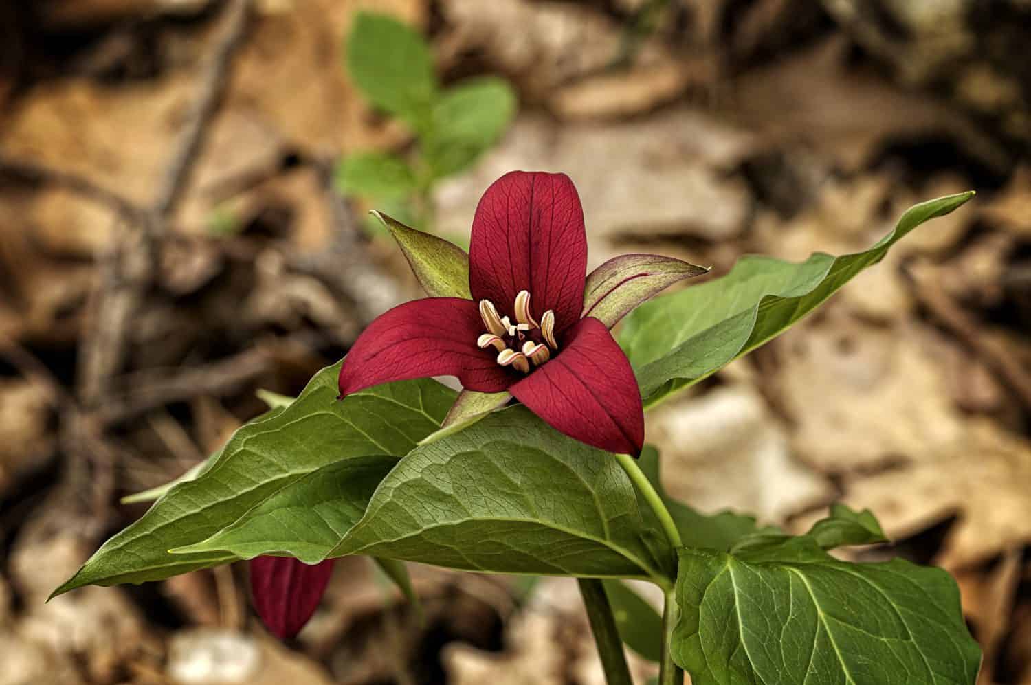 "A Rare Red Trillium" A beautiful red Trillium spotted while hiking near Toronto in early May. This was one of only three Reds among thousands of the much more common White Trillium.