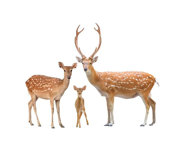beautiful sika deer family isolated on white background