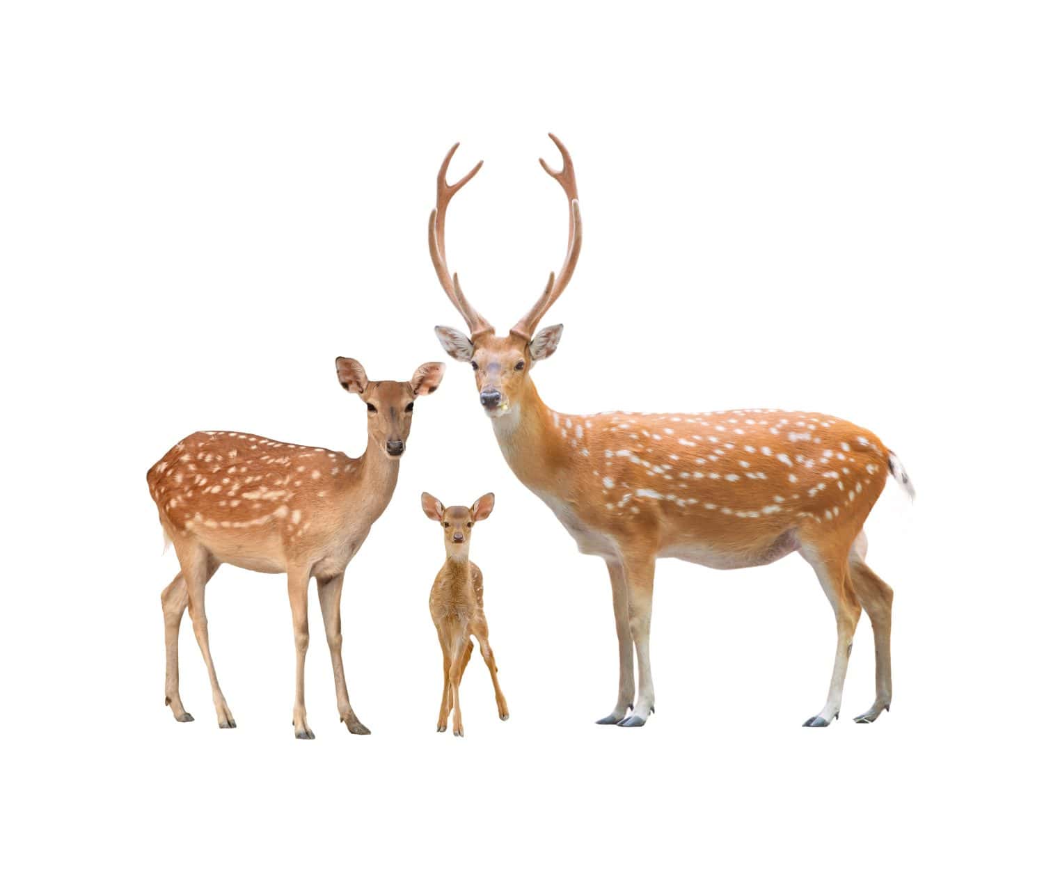 beautiful sika deer family isolated on white background