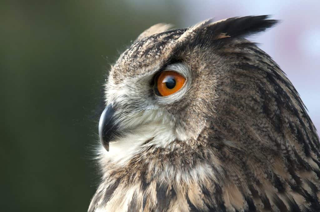 beautiful Eurasian eagle-owl