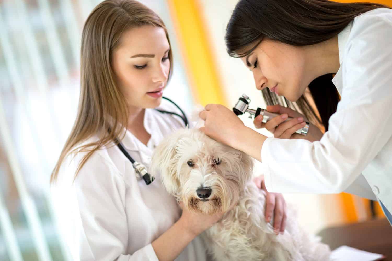 Young veterinarians at work checking Maltese ear at vet ambulant