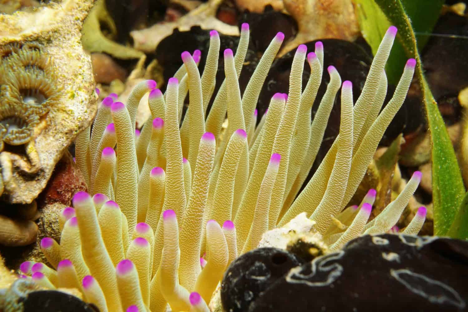 Sea creature, tentacles of giant Caribbean sea anemone, Condylactis gigantea, Mexico