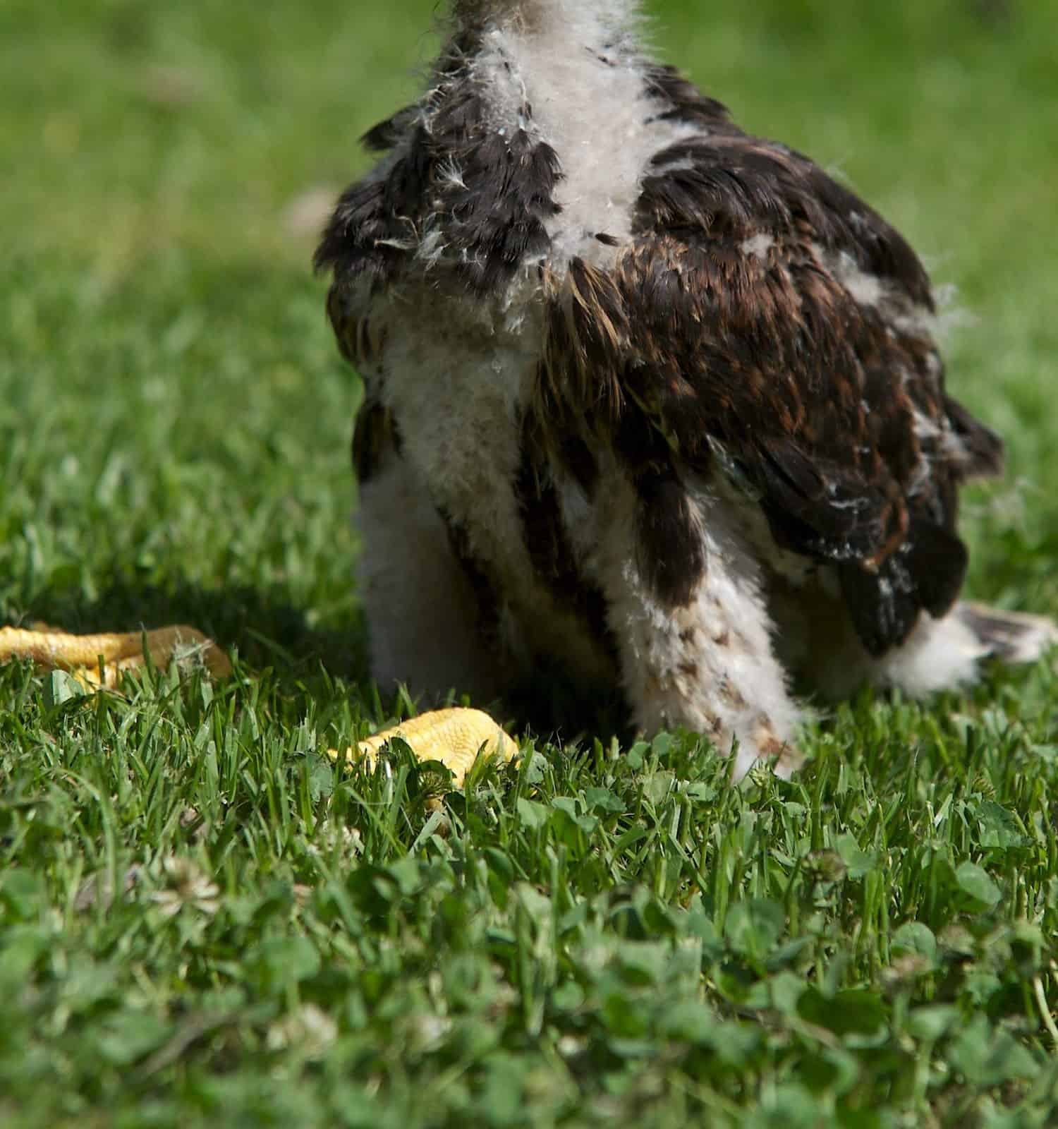 Harris hawk fledgling