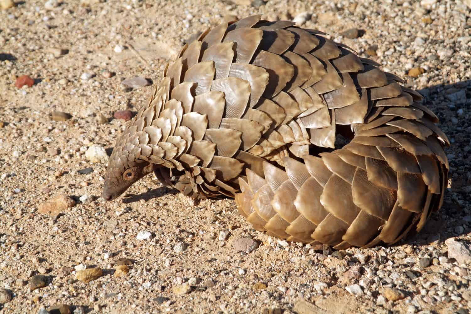 A Pangolin in the Northern Cape region of South Africa Sometimes called an Anteater