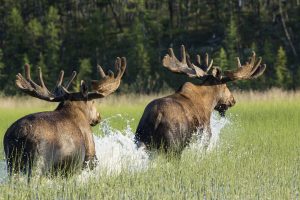 Top 10 Places to Spot Moose Across the U.S. This Fall photo