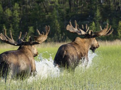 A Top 10 Places to Spot Moose Across the U.S. This Fall