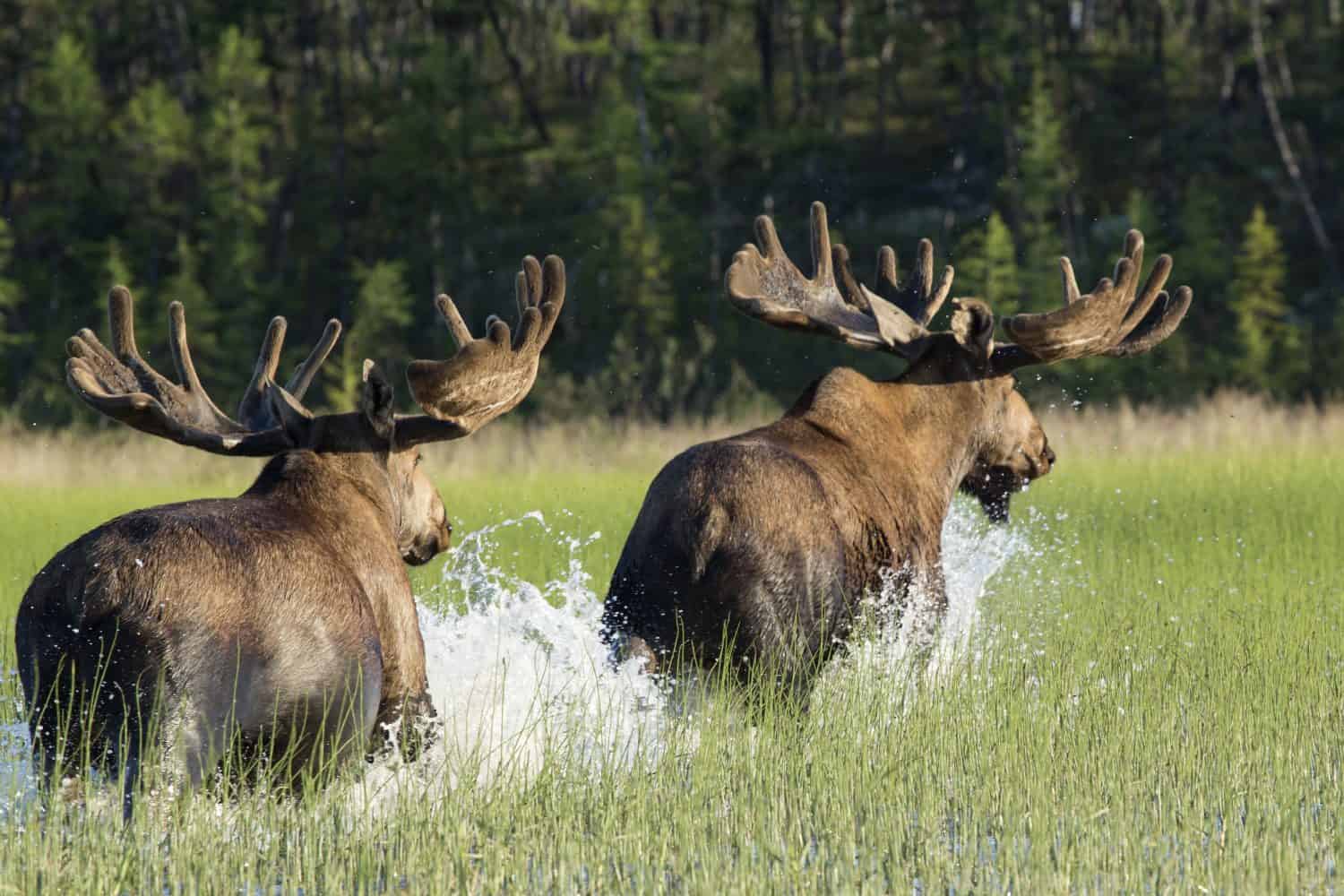 Two moose running around the water. Reserve Eselyah. Yakutia. Russia.