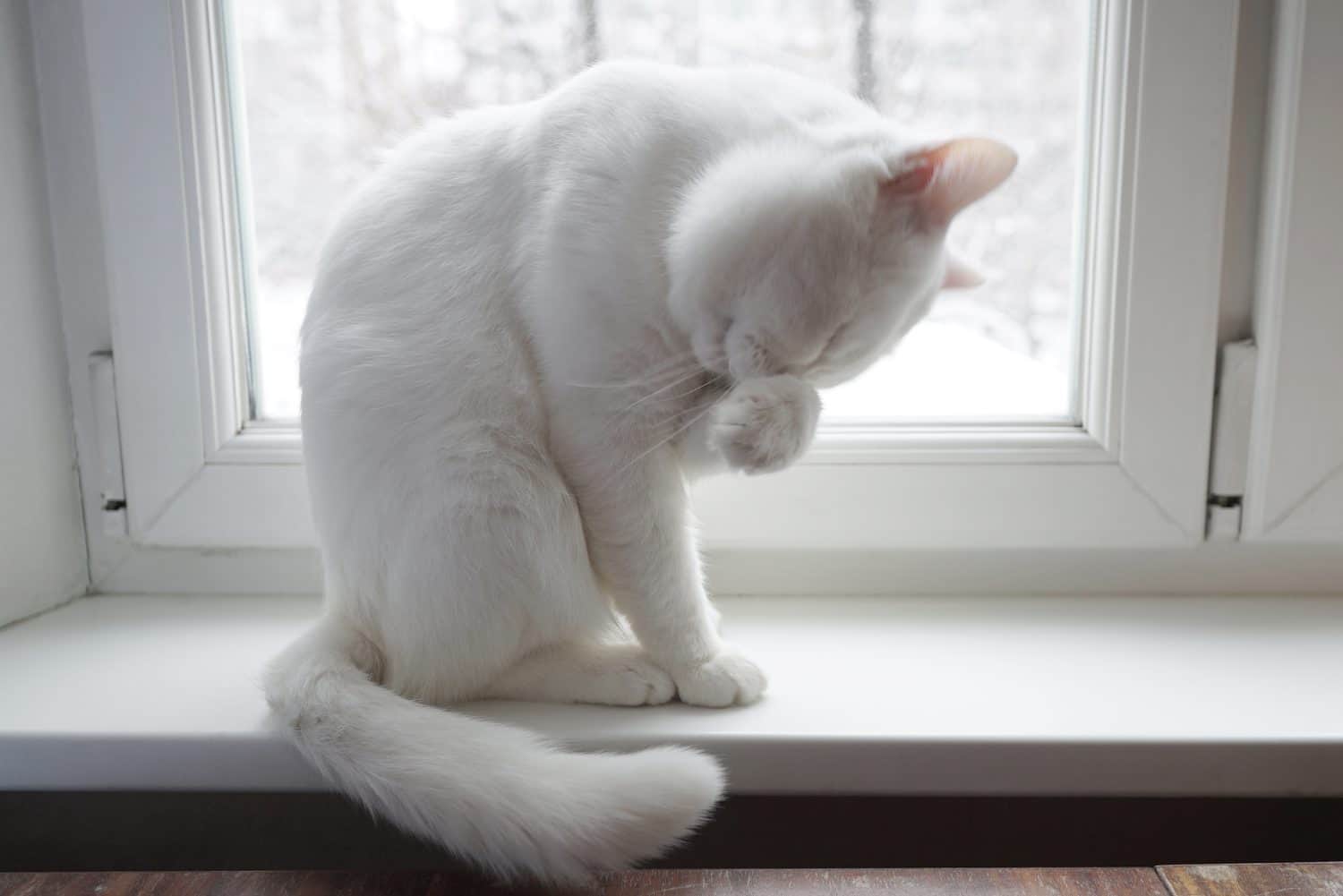 White cat on a white window washes.