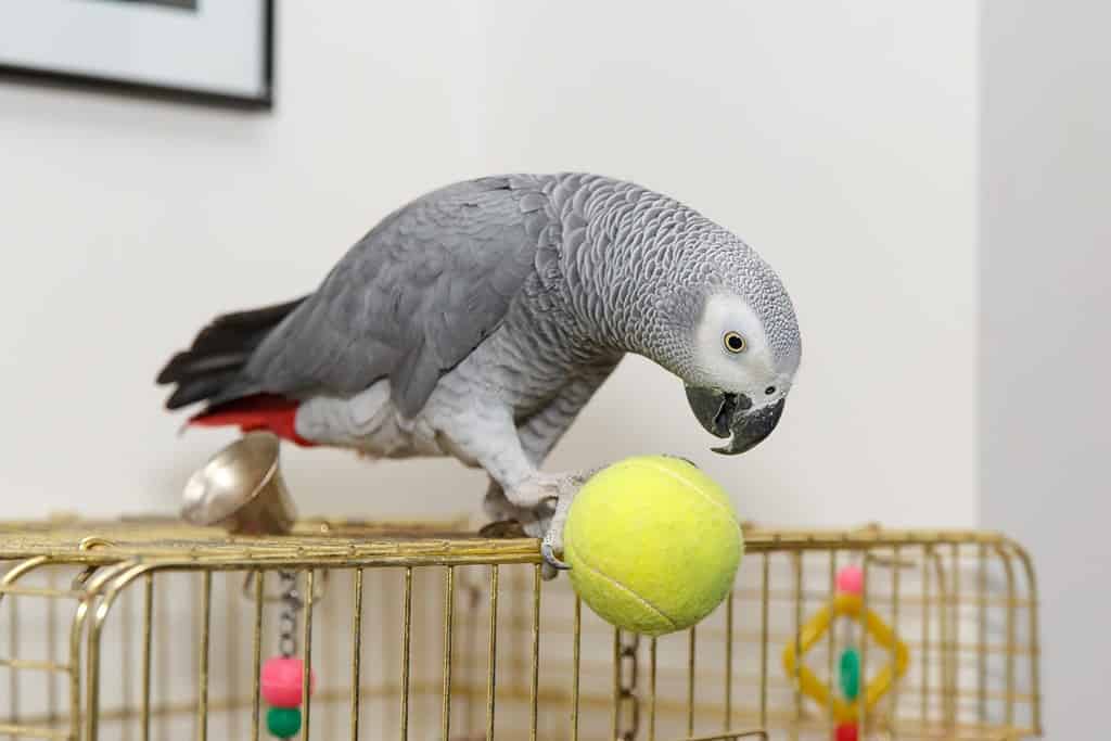 African Grey parrot sitting on the cage played ball tennis