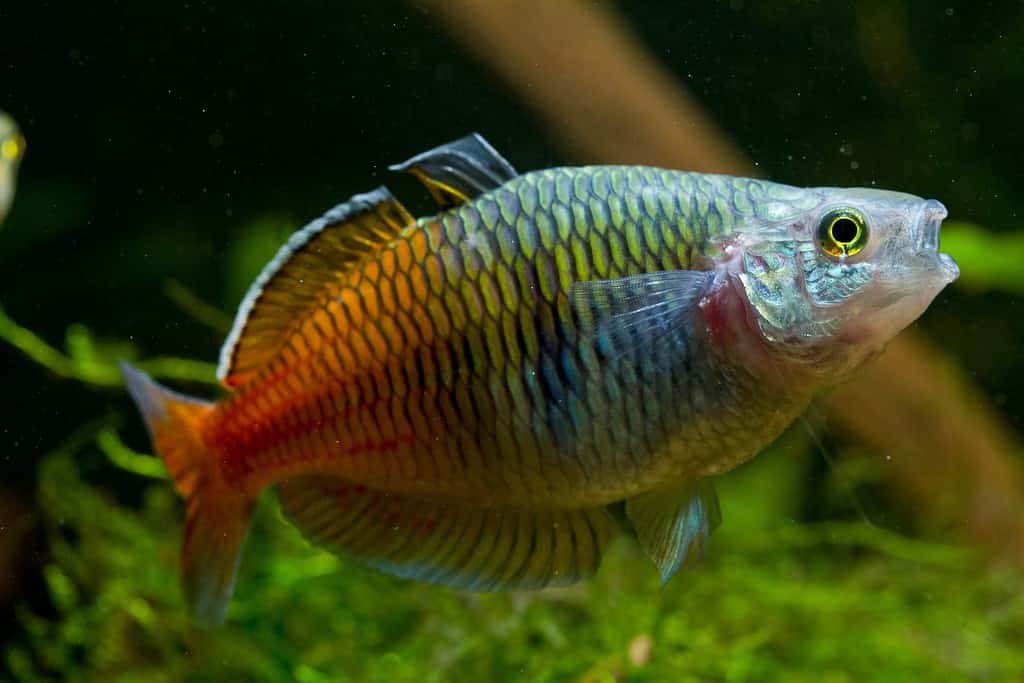 Melanotaenia boesemani, the Boseman's rainbowfish. A very colorful fresh water aquarium fish species from Irian Jaya.