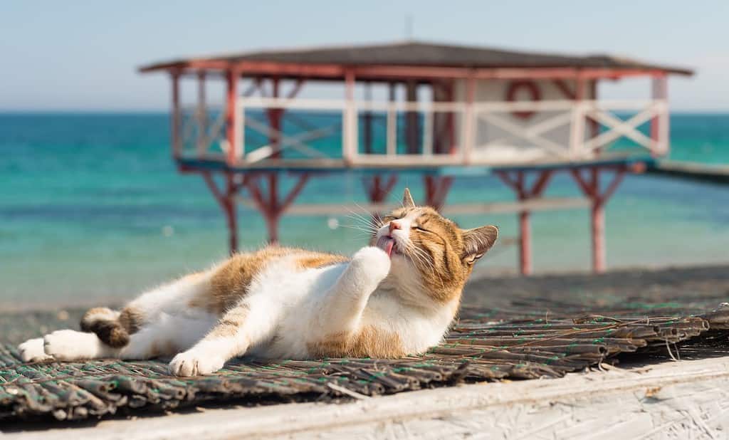 Cute cat on the Black Sea in Odessa in the spring