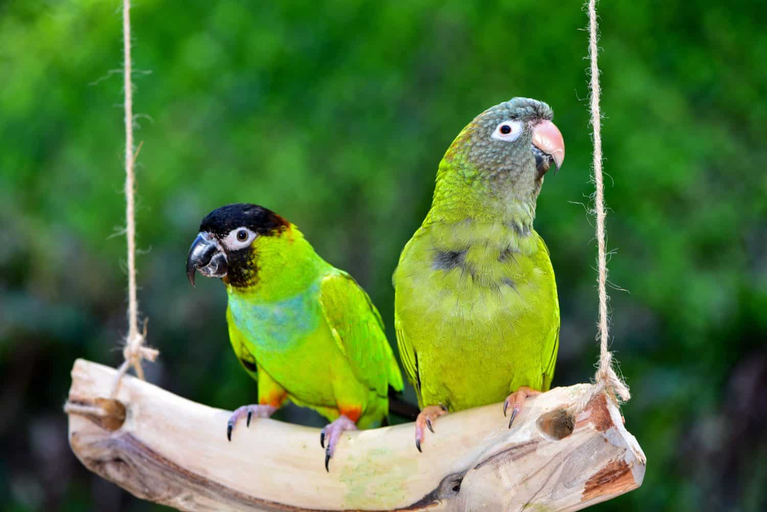 Two Conures on a swing. Blue Crown Conure and Nanday Conure. parrots. parakeets