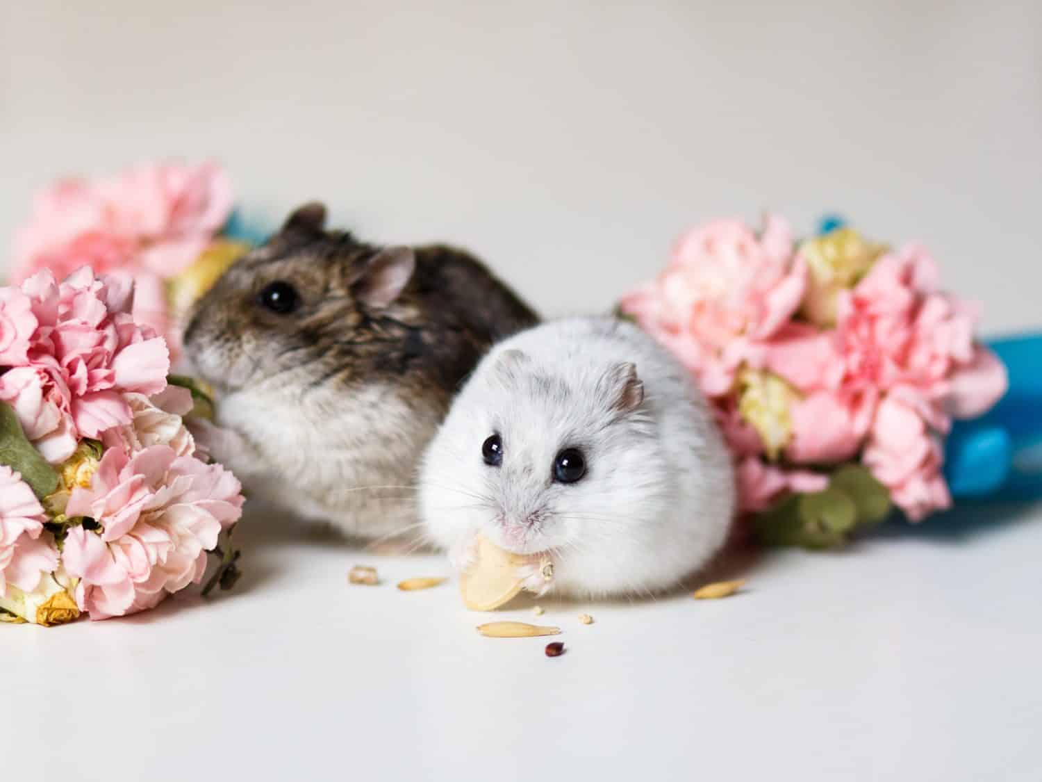 Closeup photo of two little hamsters near flowers