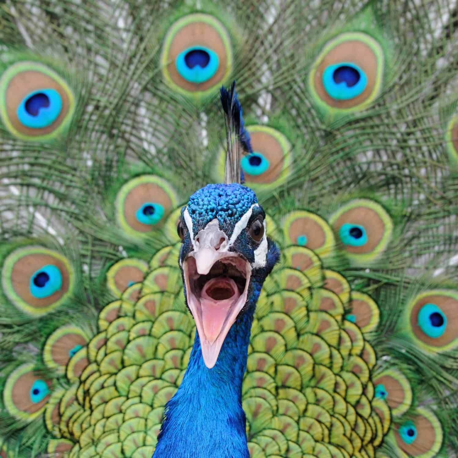 Peacock opens mouth