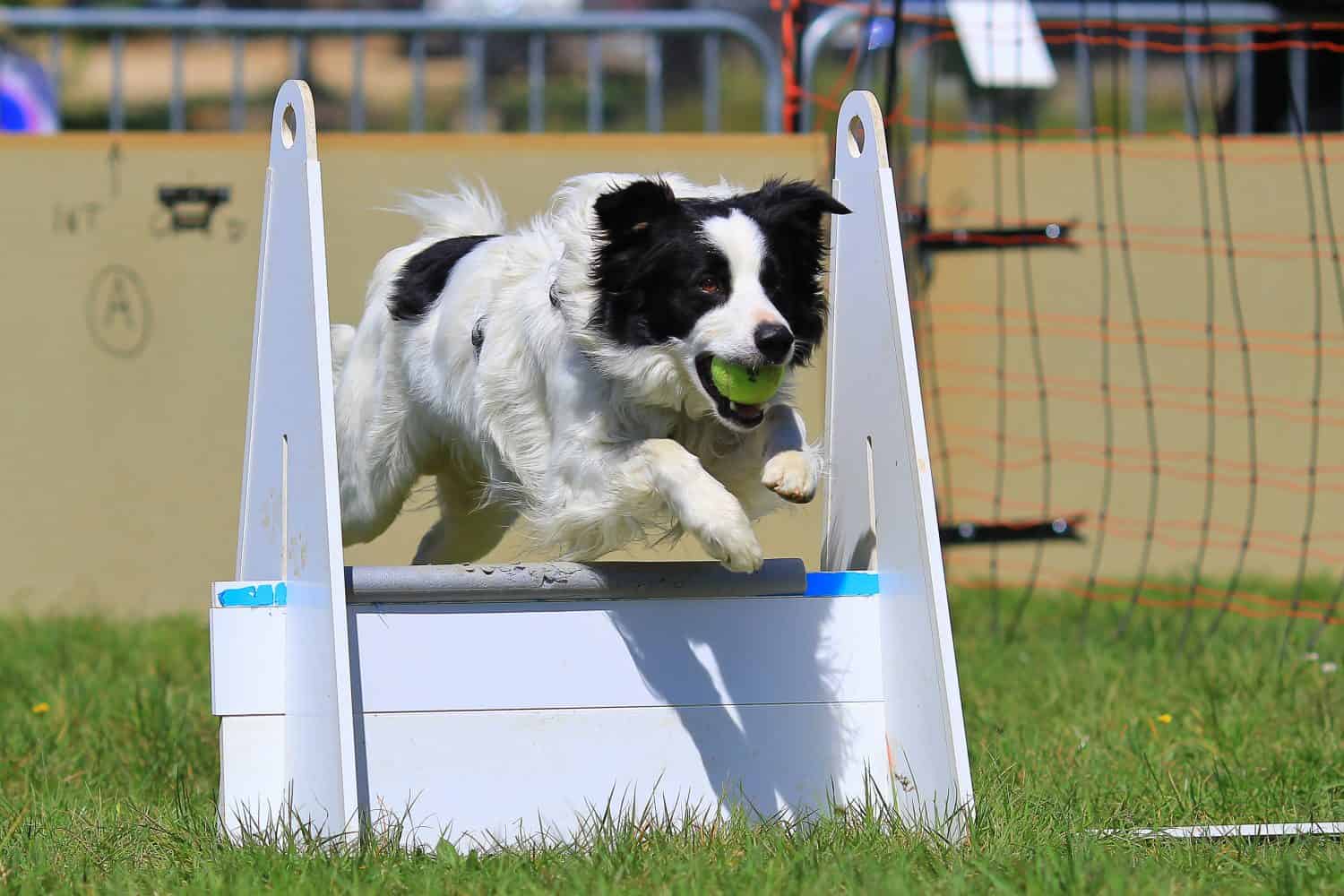 flyball border collie