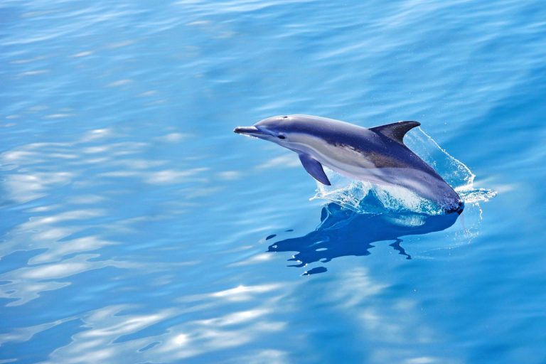 Short-beaked Common Dolphin, delphinus delphis, jumping from the Atlantic Ocean off the Portuguese coast of Sagres, The Algarve, Portugal