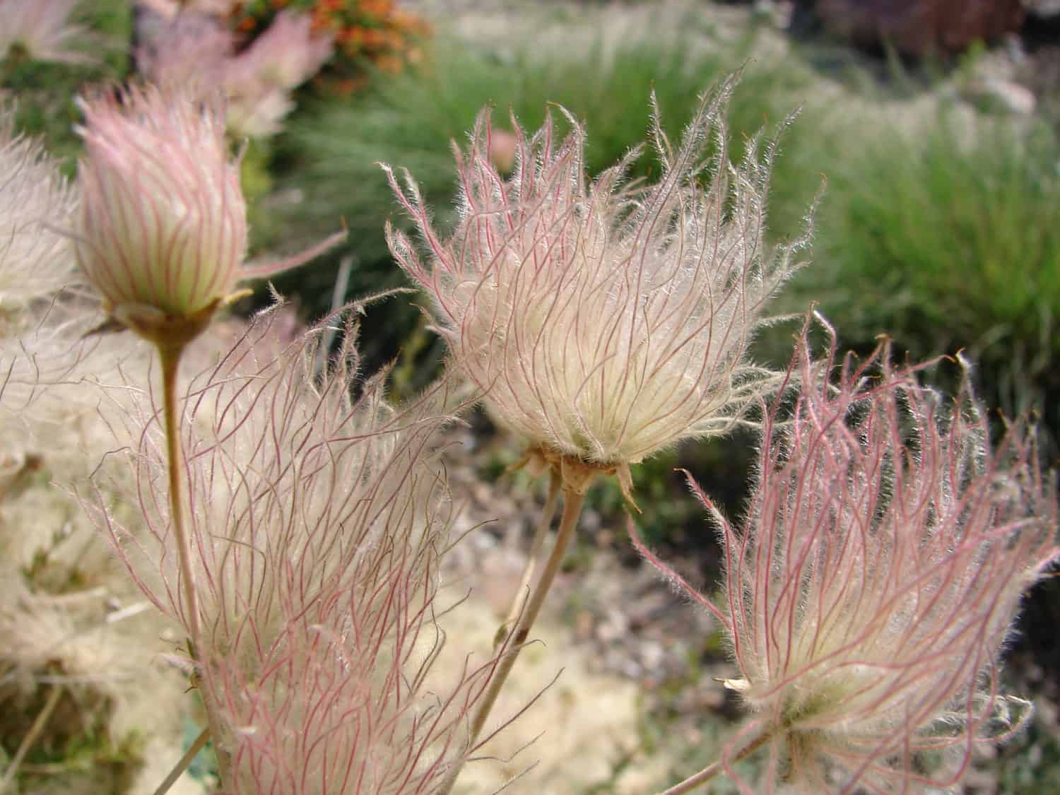 Apache Plume Flowers - Fallugia paradoxa;  Southwest Native Shrub