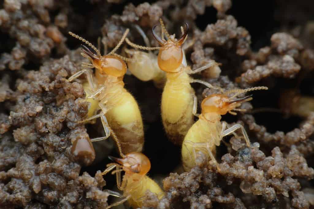 Formosan termite colonies