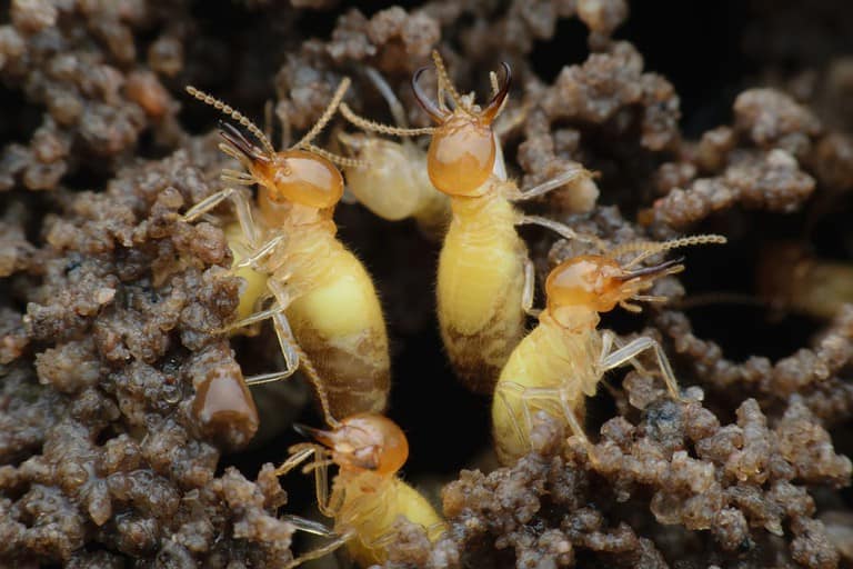 Formosan termite colonies