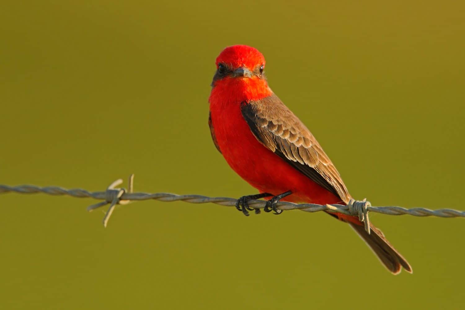 Vermilion Flycatcher, Pyrocephalus rubinus, beautiful red bird, sitting on the barbed wire with clear green background. Red bird in nature habitat.