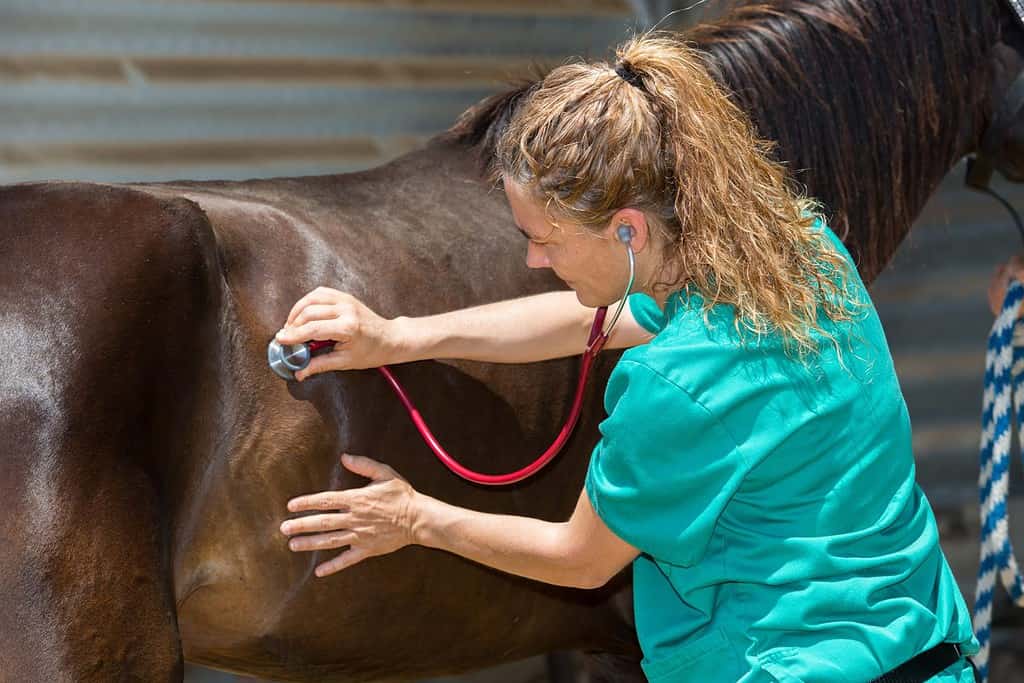 Young veterinarian conducting a review to a young colt