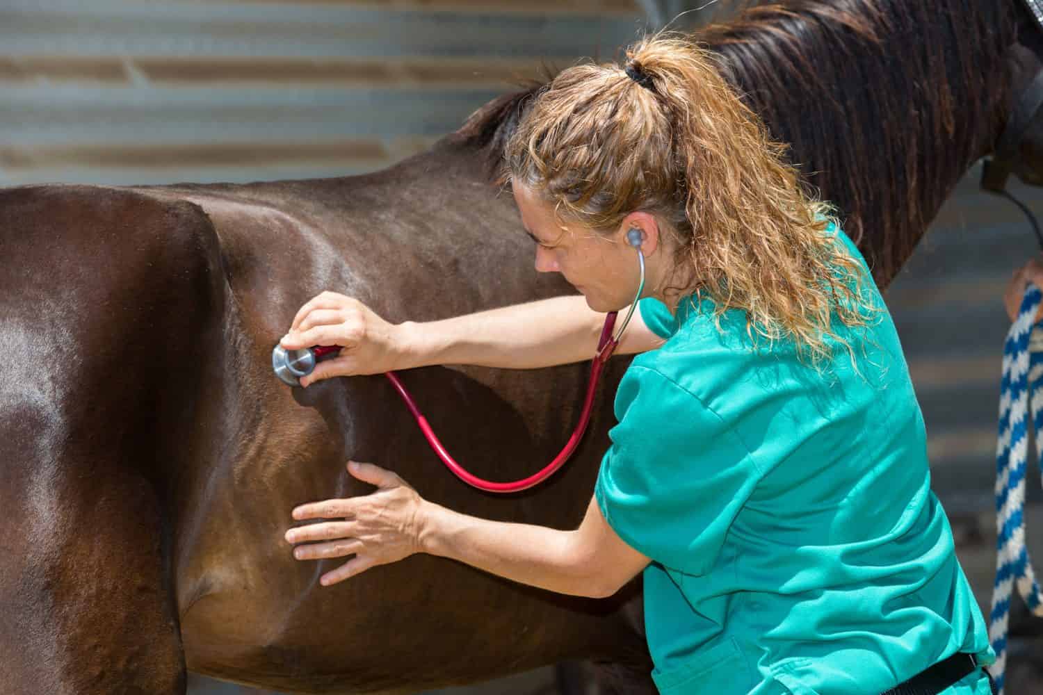 Young veterinarian conducting a review to a horse