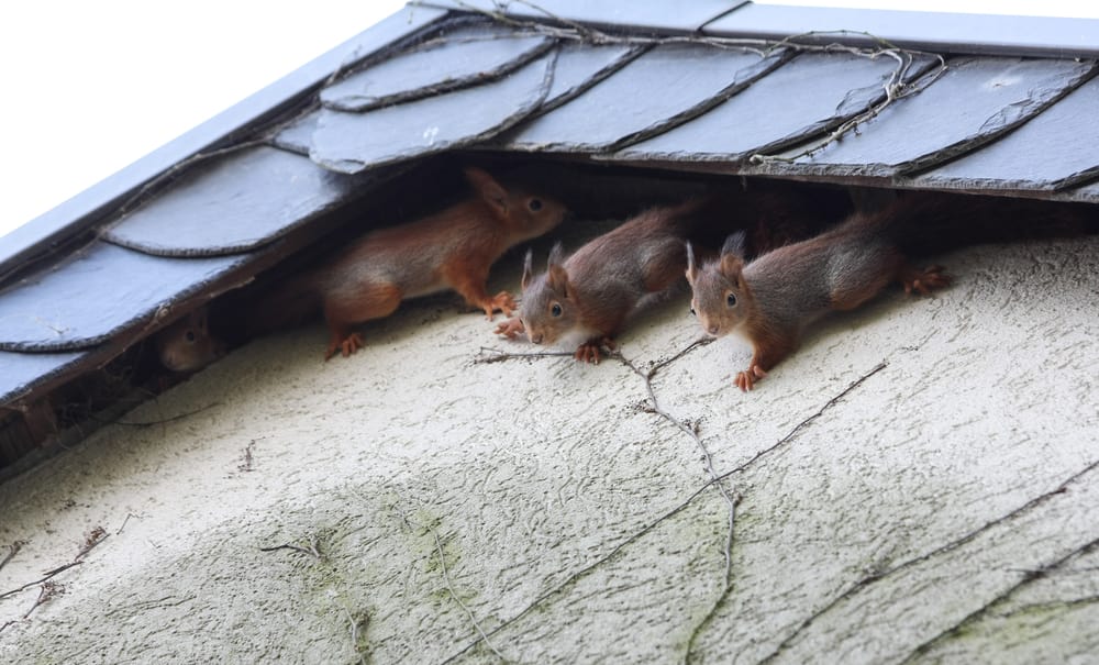 four young squirrel on house
