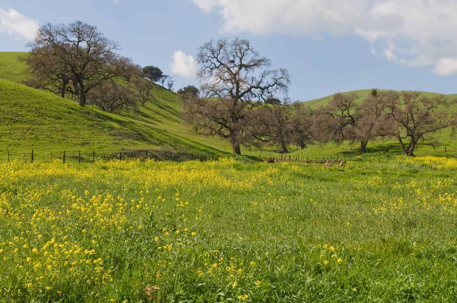 Green hills & wildflowers along Pacheco Pass, Hollister, California