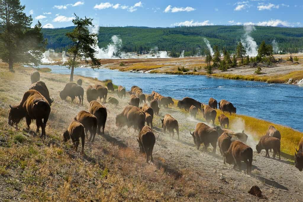 A herd of bison moves quickly along the Firehole River in Yellowstone National Park (near Midway Geyser Basin).