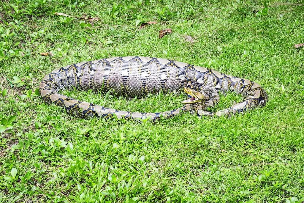 Reticulated python (Python reticulatus) in Thailand