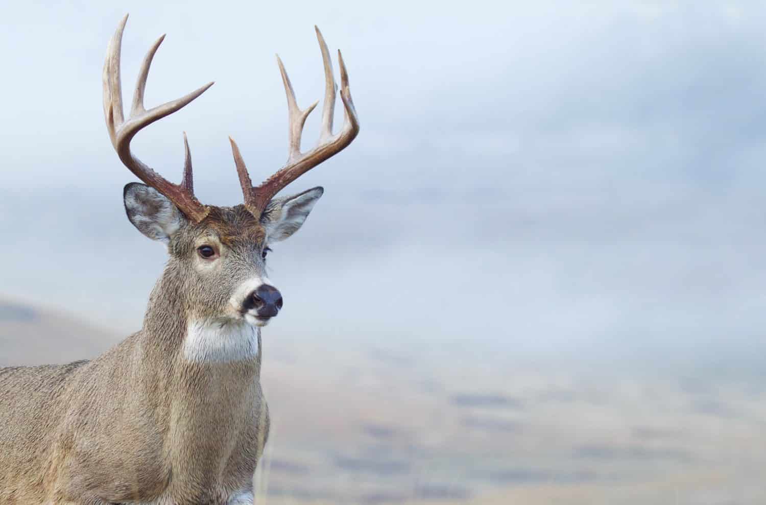Whitetail Buck Deer close up portrait of large trophy class stag during hunting season