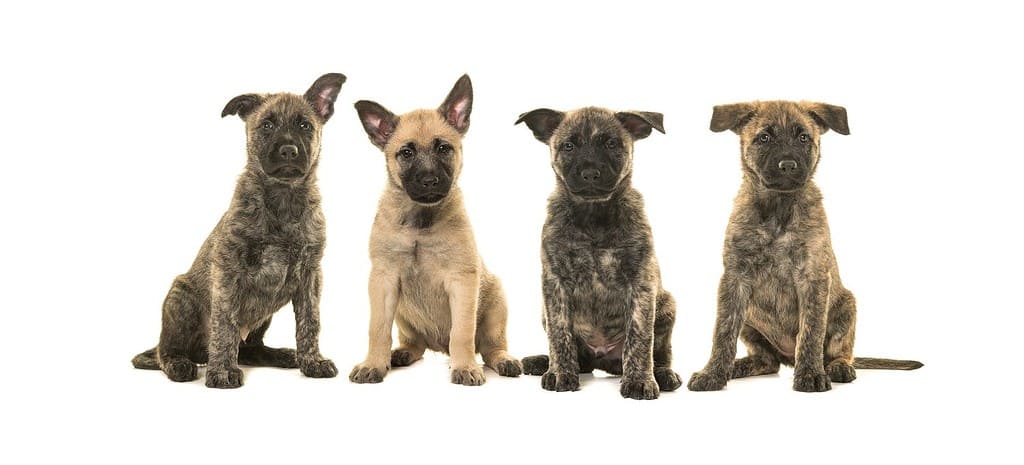 Litter of four dutch shepherd puppy dogs sitting and facing the camera isolated on a white background