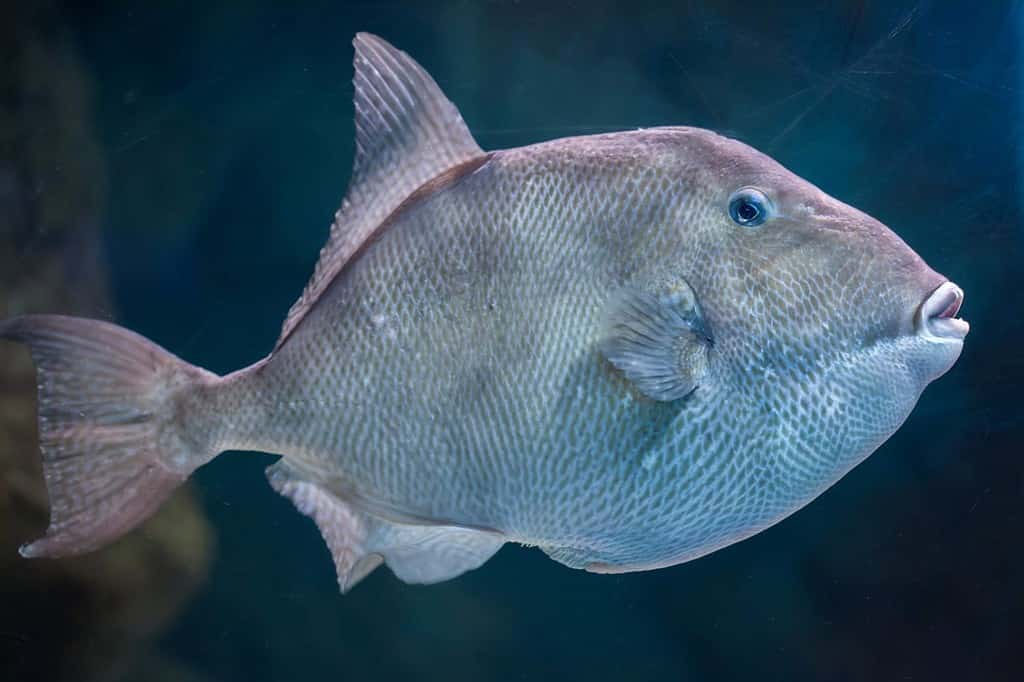 Grey triggerfish (Balistes capriscus). Marine fish.
