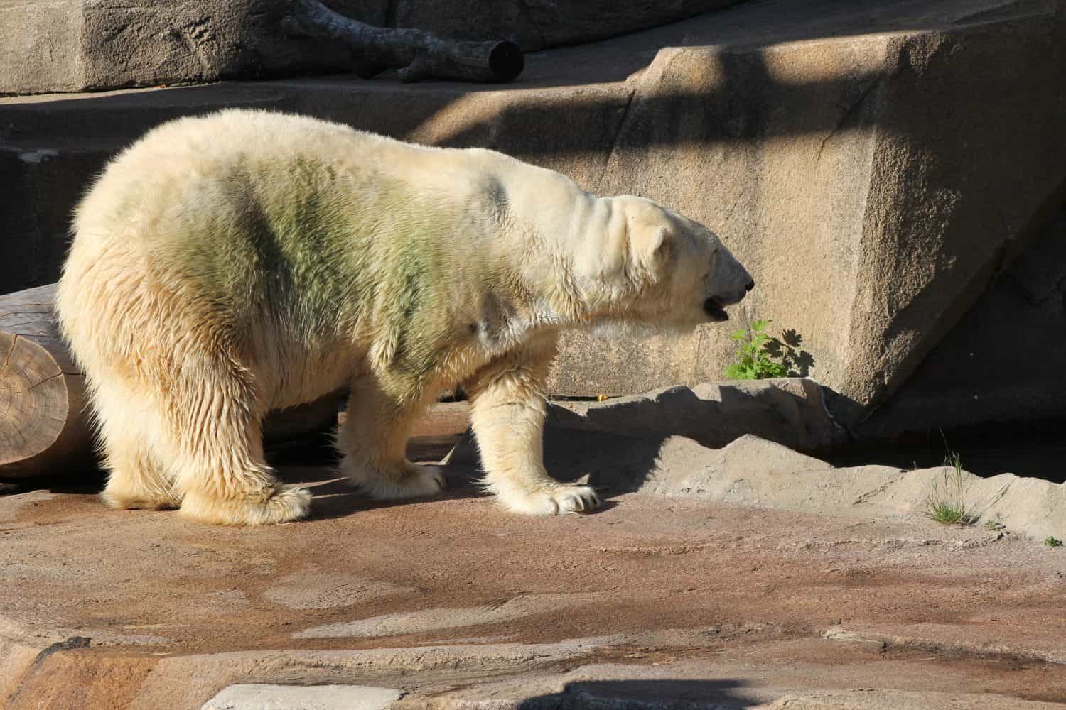 Polar Bear at zoo with green tinted fur