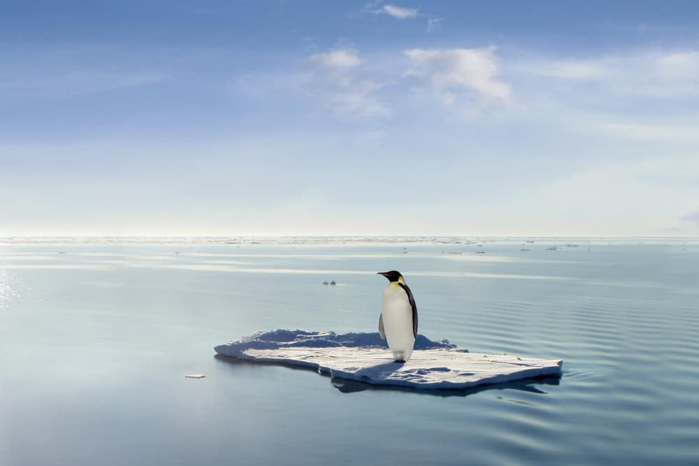 A penguin managed to get on a floe drifting through Antarctica.