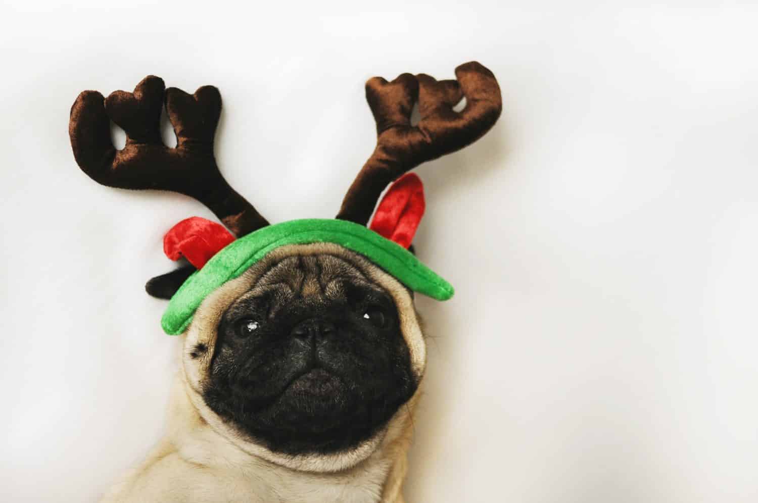 Pug dog with holiday treat recipes for your dog