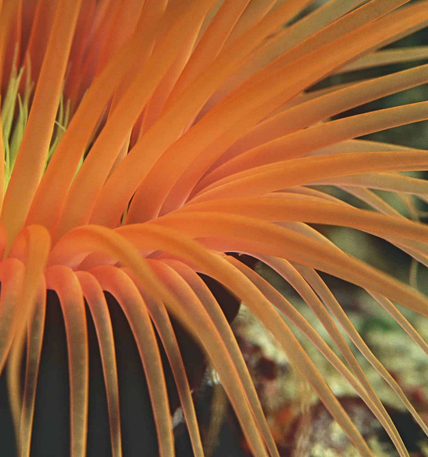 Orange tube anemone, close-up